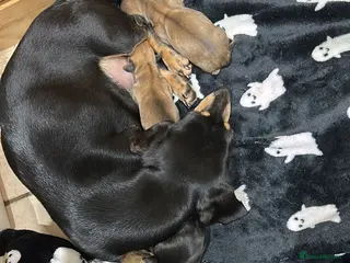 Miniature Dachshund dogs Dachshund pups Miniature shaded cream - Advert 13