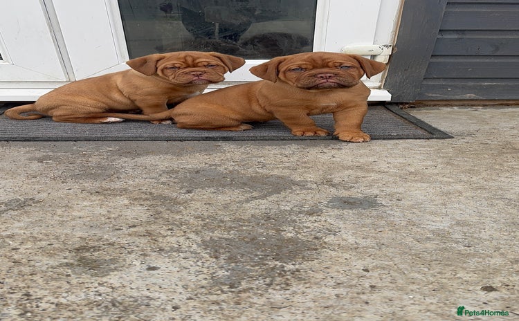 Dogue De Bordeaux dogs - Advert 3