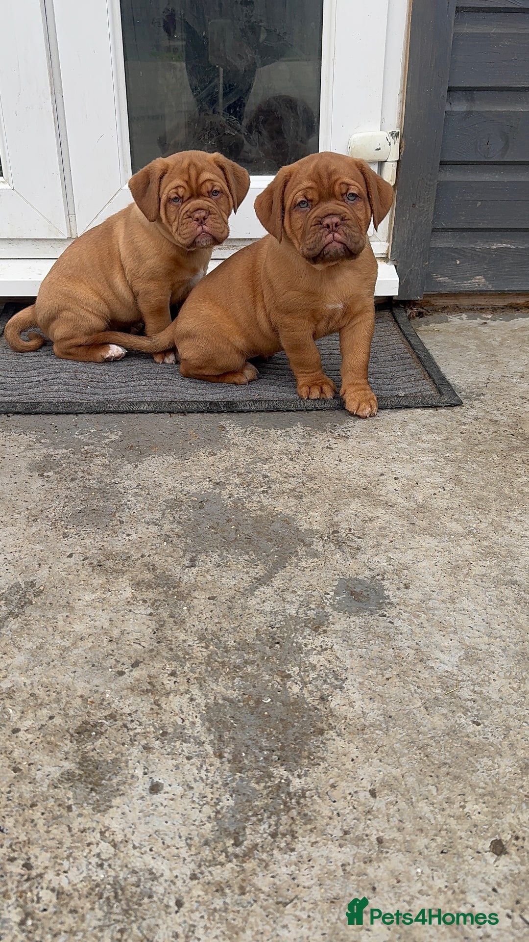 Dogue De Bordeaux Puppies for sale in London, Greater London