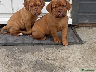 Dogue De Bordeaux dogs - Advert 2