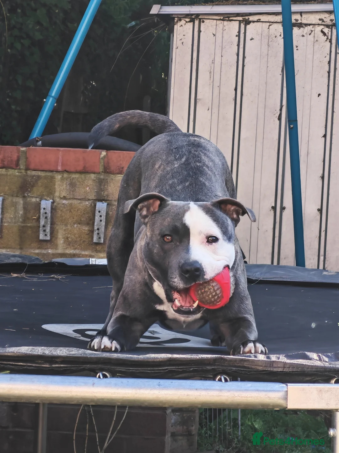 Staffordshire Bull Terrier dogs for sale: Odin 3 in July  - Advert 2