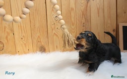 Miniature Dachshund dogs for sale: KC Health tested Licensed breeder 12 years exp - Image 40