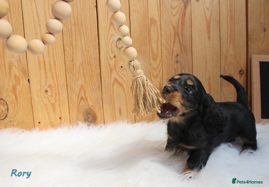 Miniature Dachshund dogs for sale: KC Health tested Licensed breeder 12 years exp - Image 40