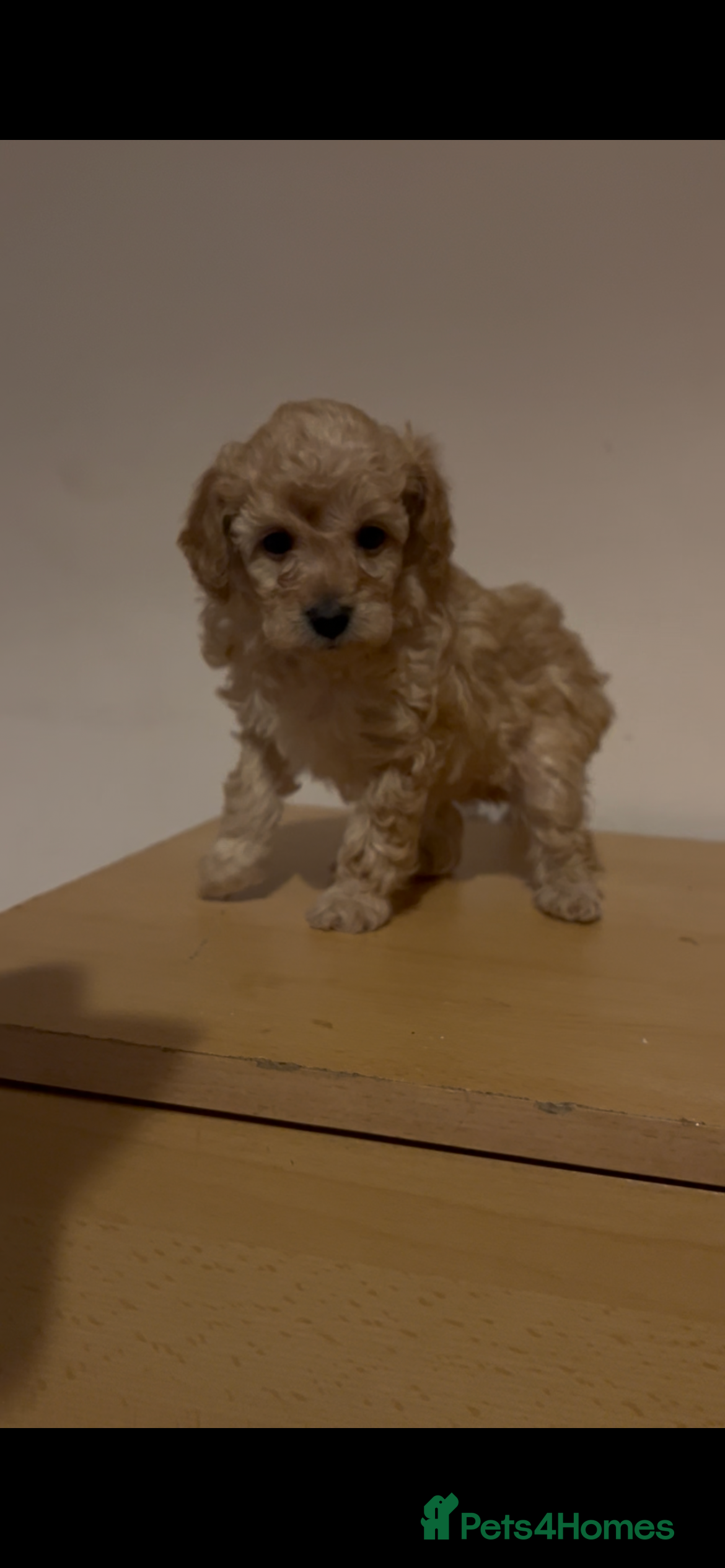 Toy Poodle dogs kc toy poodles by fully health tested parents - Advert 3