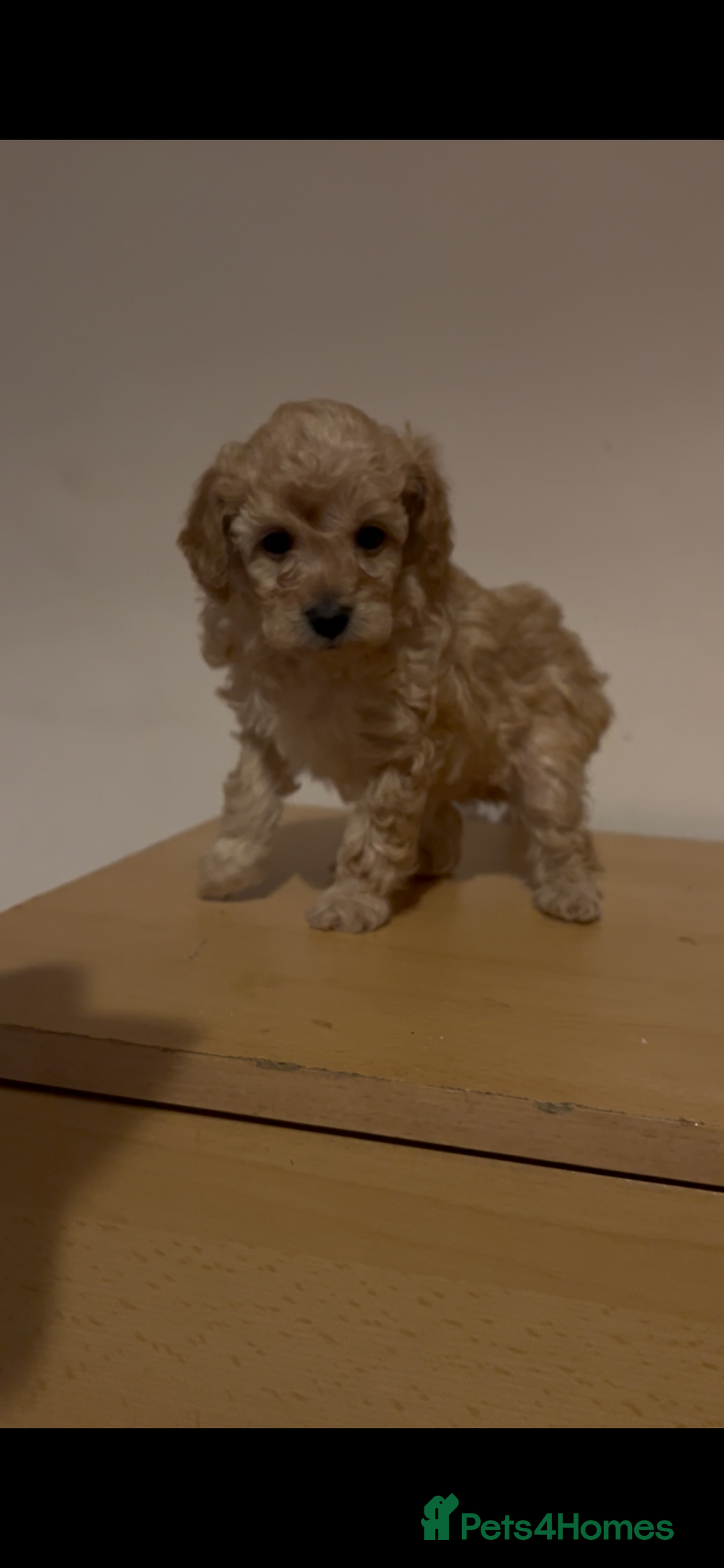 Toy Poodle dogs for sale: kc toy poodles by fully health tested parents - Advert 1