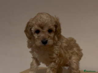 Toy Poodle dogs kc toy poodles by fully health tested parents - Advert 6
