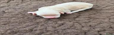 Gold male 