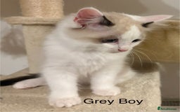 Ragdoll cats for sale: Ragdolls kittens- - Advert 25