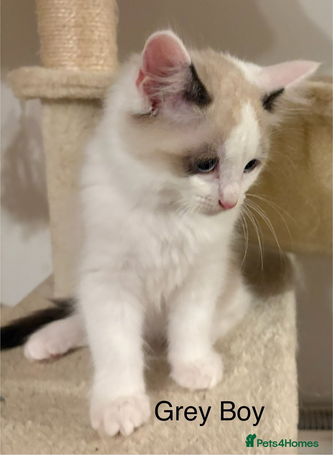 Ragdoll cats for sale: Ragdolls kittens- - Advert 25