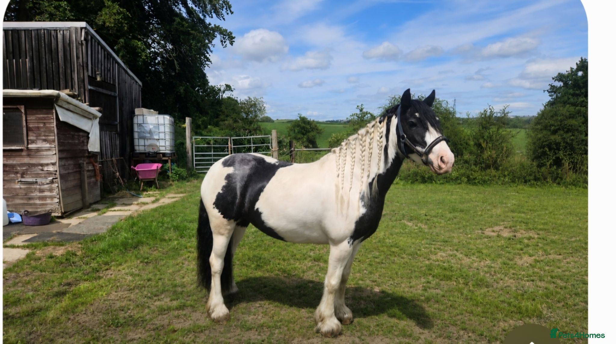 Irish Cob horses Wonderful cob for sale  - Advert 21