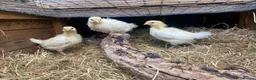 Chickens poultry for sale: Poulet de Bresse eggs, chicks, hens and cockerels - Advert 5