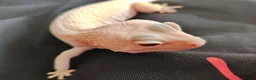 Leopard Gecko reptiles for sale: Leopard Gecko and Vivarium in Norwich - Advert 6