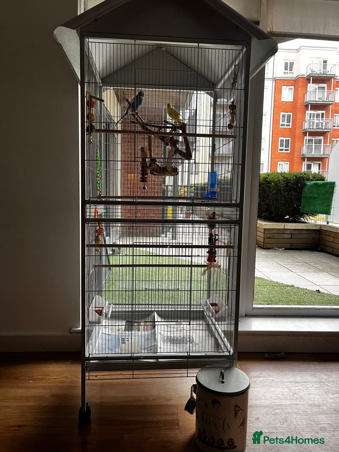 Budgerigars birds for sale: Budgie Pair and Supplies - Image 2