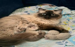 Himalayan cats for sale: PEDIGREE Himilayan Persian kittens - Image 2