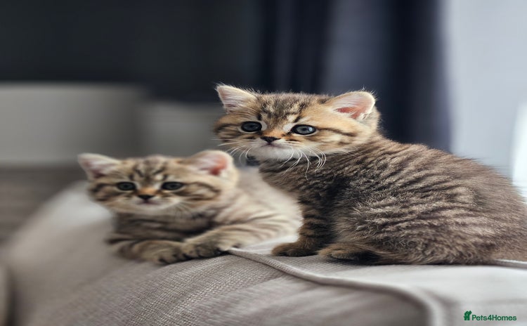British Shorthair cats - Advert 6