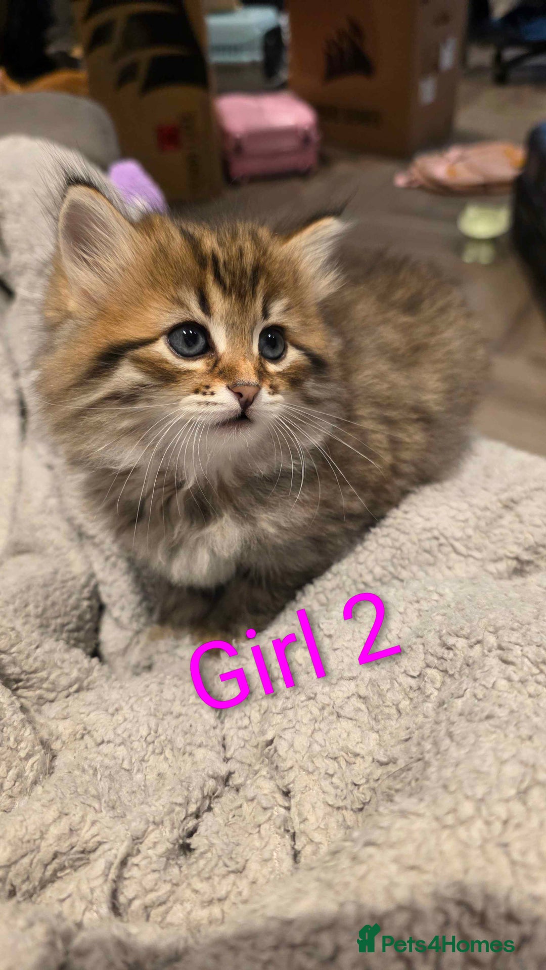 Siberian cats for sale: Purebred Siberian Kittens - GREAT for ALLERGY - Advert 6