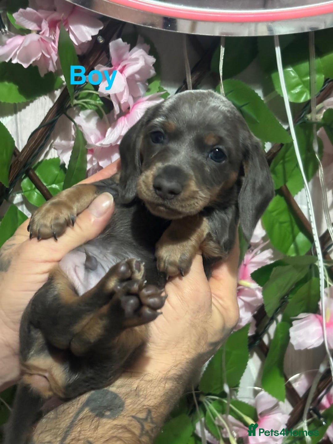 Miniature Dachshund dogs for sale: 5 Beautiful Miniature Dachshund’s  - Advert 9