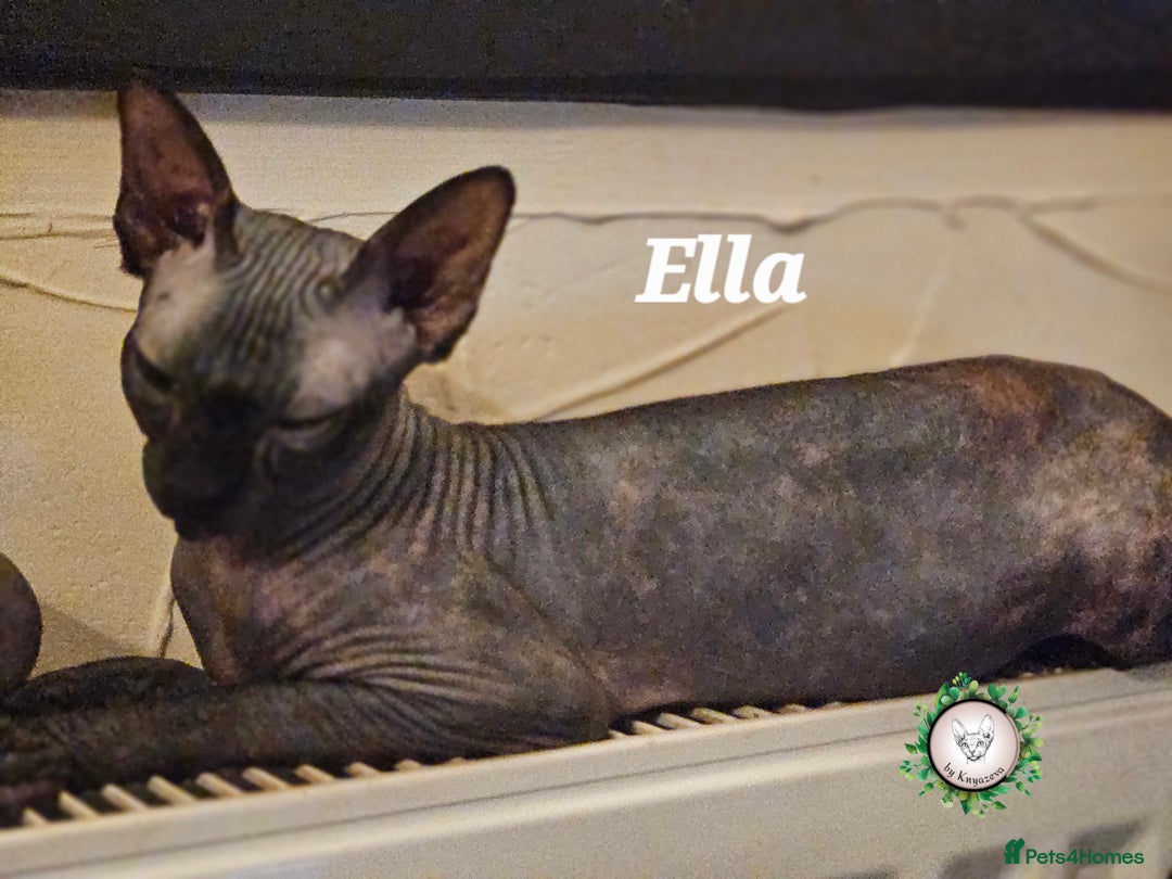 Sphynx cats for sale: Beautiful Canadian Sphynx 😍  - Advert 4