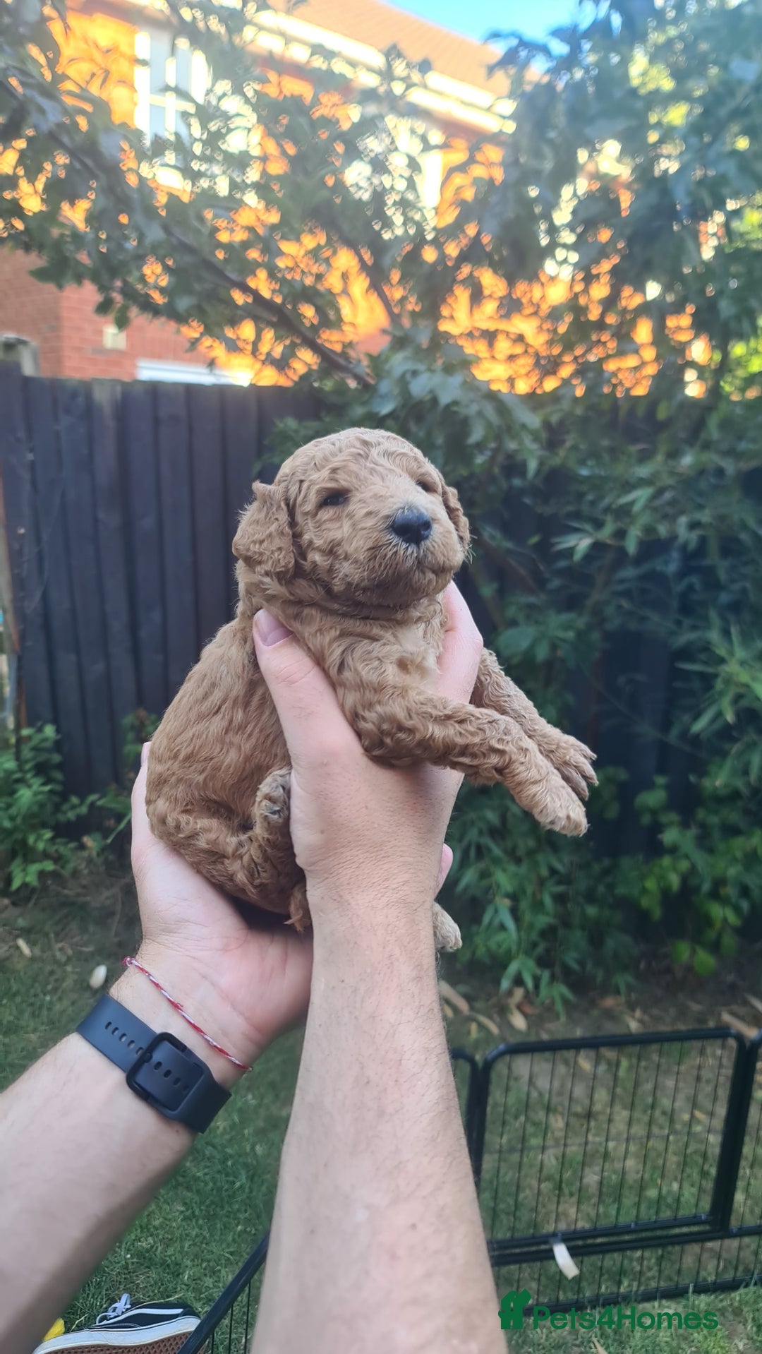 Goldendoodle dogs for sale: 🐾 Adorable Standard Goldendoodle Puppies 🐾 - Image 23