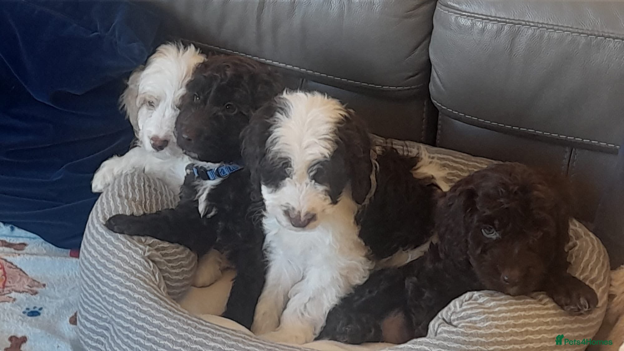 Cockapoo dogs Most Beautiful litter F1 Cockapoo puppies  - Advert 13