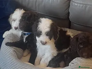 Cockapoo dogs Most Beautiful litter F1 Cockapoo puppies - Advert 13