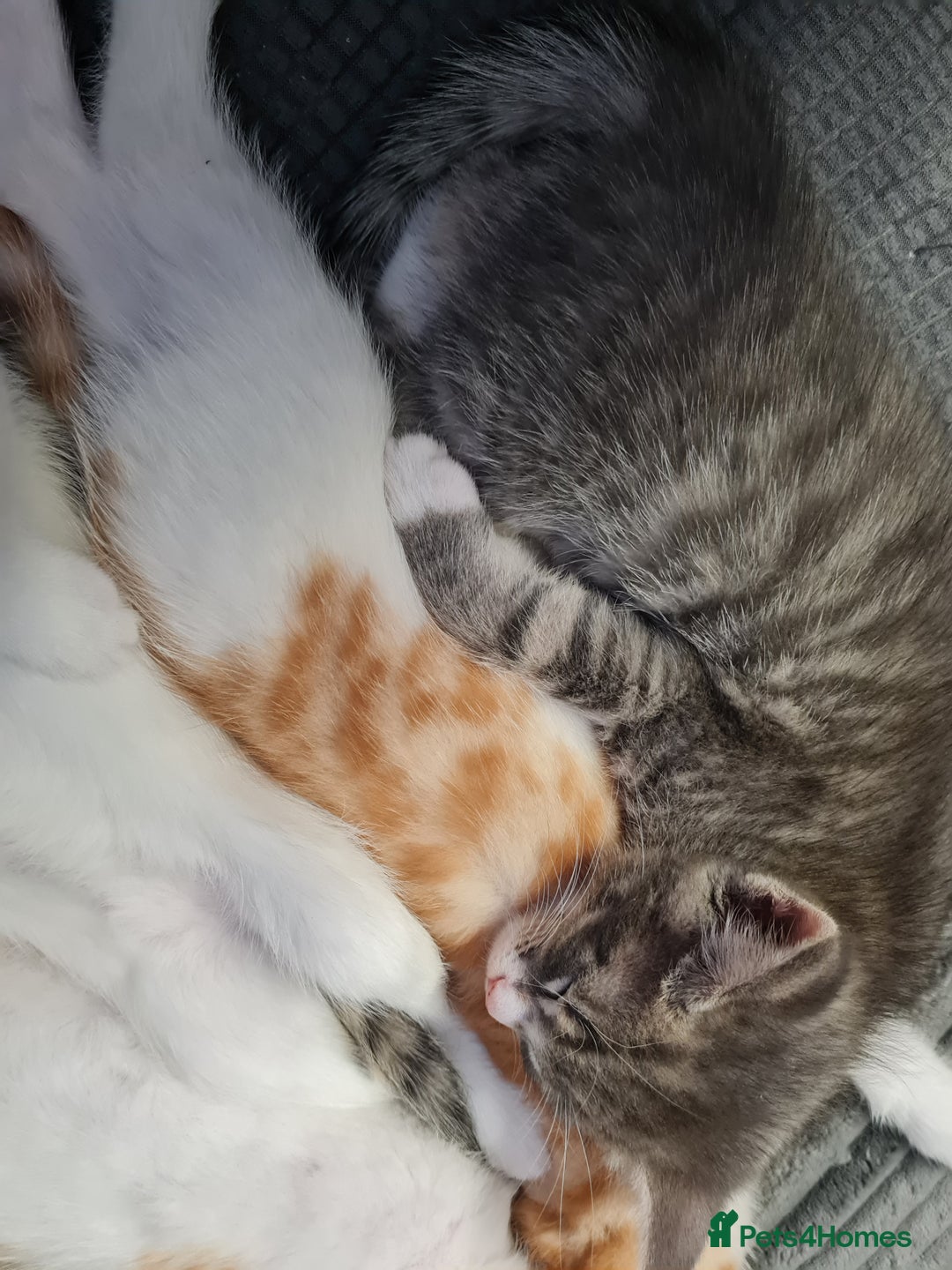 Mixed Breed cats for sale: Kittens😻🧡🧡🩶🤍 - Advert 7