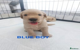 Golden Retriever dogs for sale: Golden Retriever Puppies  - Image 6