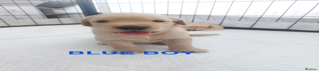 Blue Boy 