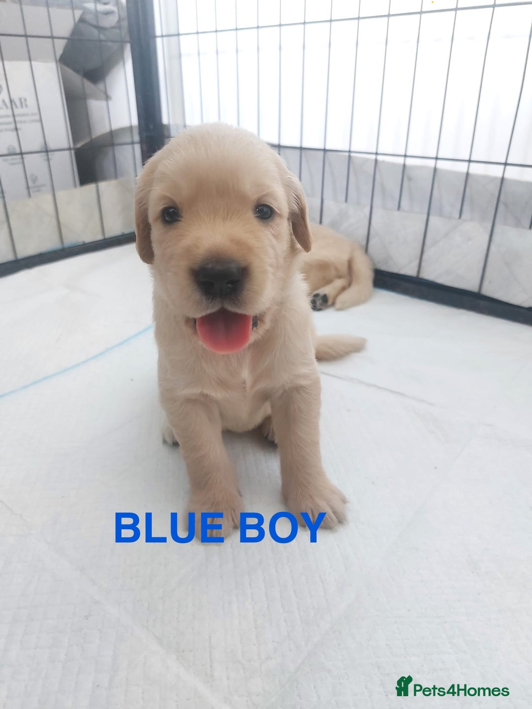 Golden Retriever dogs for sale: Golden Retriever Puppies  - Image 6
