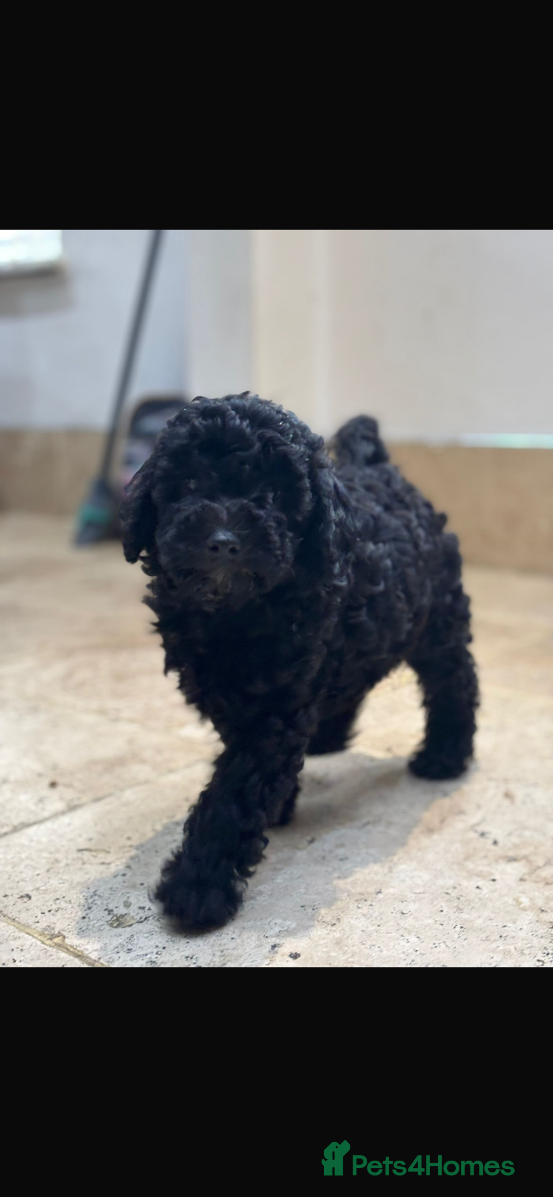 Maltipoo dogs for sale: Stunning maltipoo pups  - Advert 5