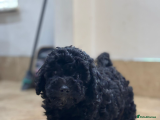 Maltipoo dogs Stunning maltipoo pups - Advert 1