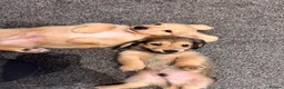 Miniature Dachshund dogs for sale: Beautiful Long Haired Miniature Dachshund Puppies - Advert 8