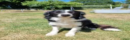 Border Collie dogs for sale: Border collie for sale - Advert 2