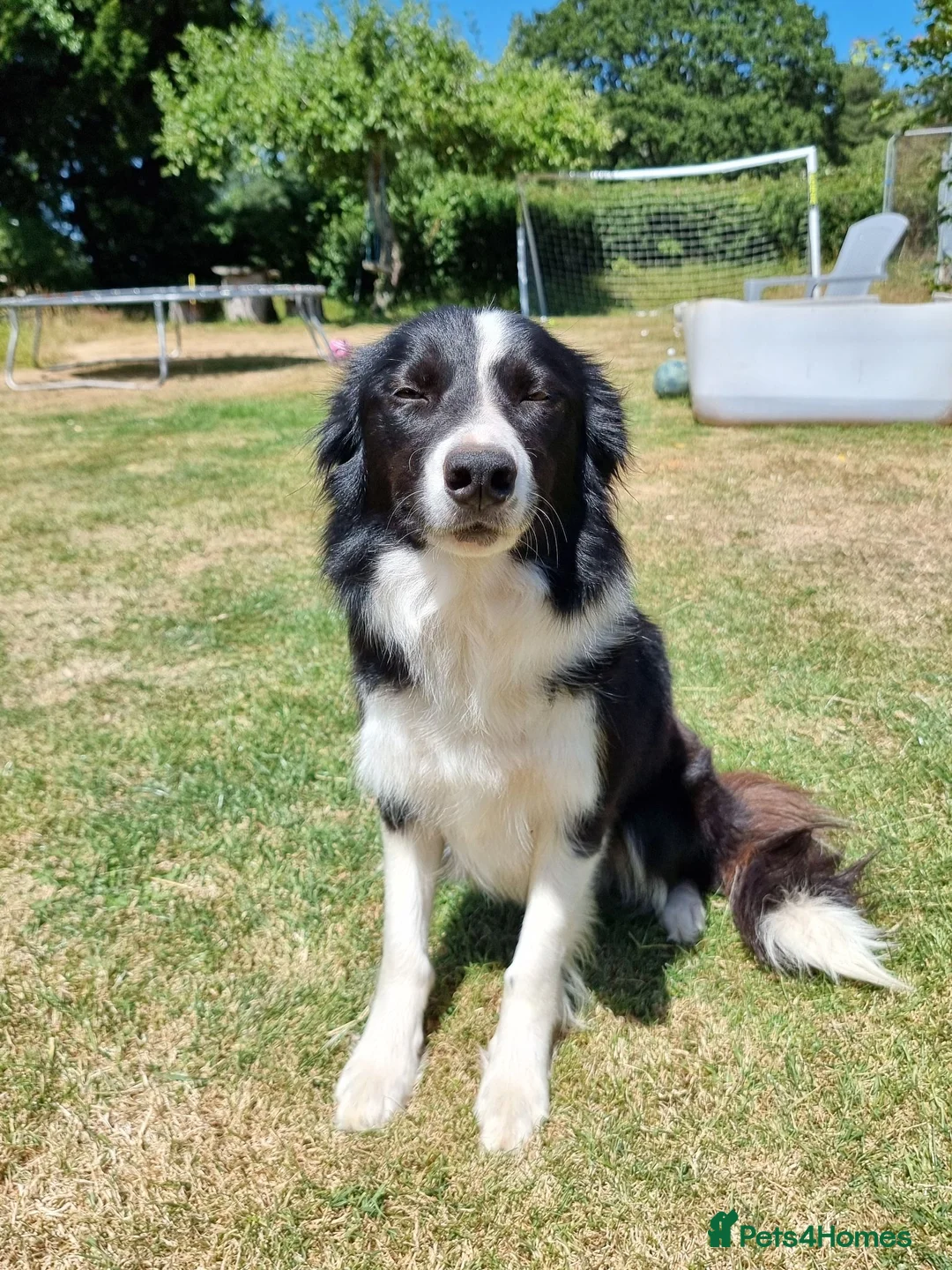 Border Collie dogs for sale: Border collie for sale - Advert 2