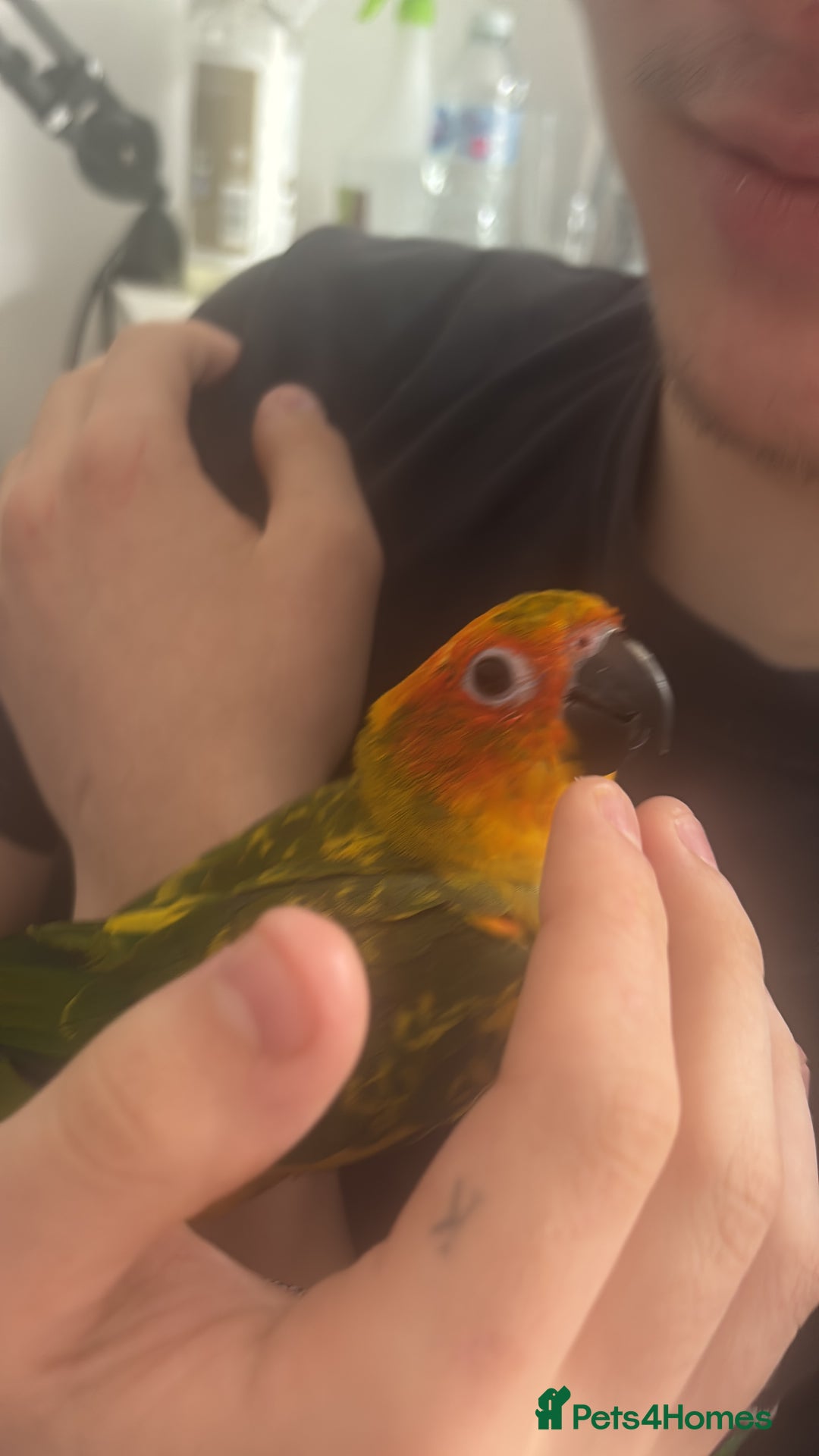 Ringnecks birds for sale: Baby sun conure  in Redcar - Image 2