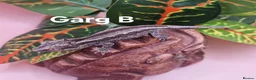 Gecko reptiles for sale: Gargoyle Gecko Hatchlings/Juveniles - Advert 4