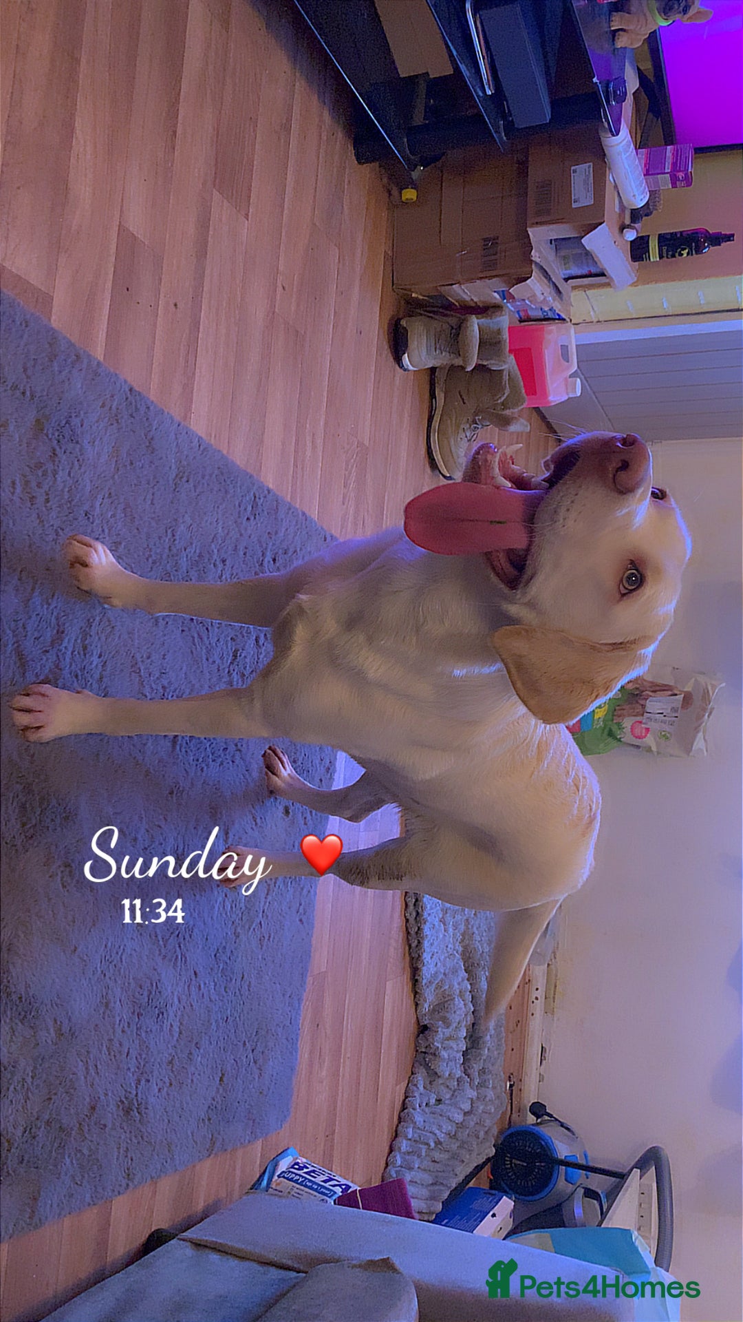 Labrador Retriever dogs for sale: female Dudley labrador for sale  - Advert 3