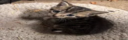 Mixed Breed cats for sale: Beautiful kittens  - Advert 2