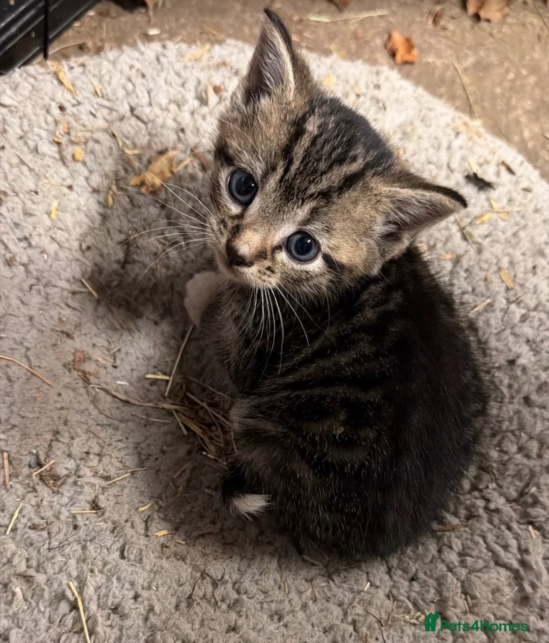 Mixed Breed cats for sale: Beautiful kittens  - Advert 2