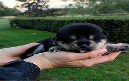 Japanese Shiba Inu dogs for sale: Super quality Shiba Inu puppies  - Image 3