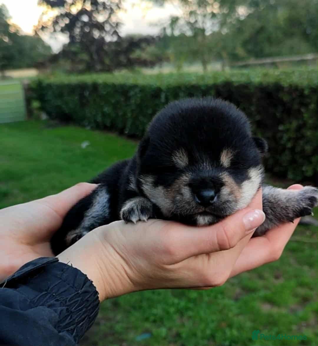 Japanese Shiba Inu dogs for sale: Super quality Shiba Inu puppies  - Image 3