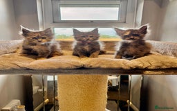 Maine Coon cats for sale: TICA Ginger, Red & Blue Tortie Maine Coon  - Image 22