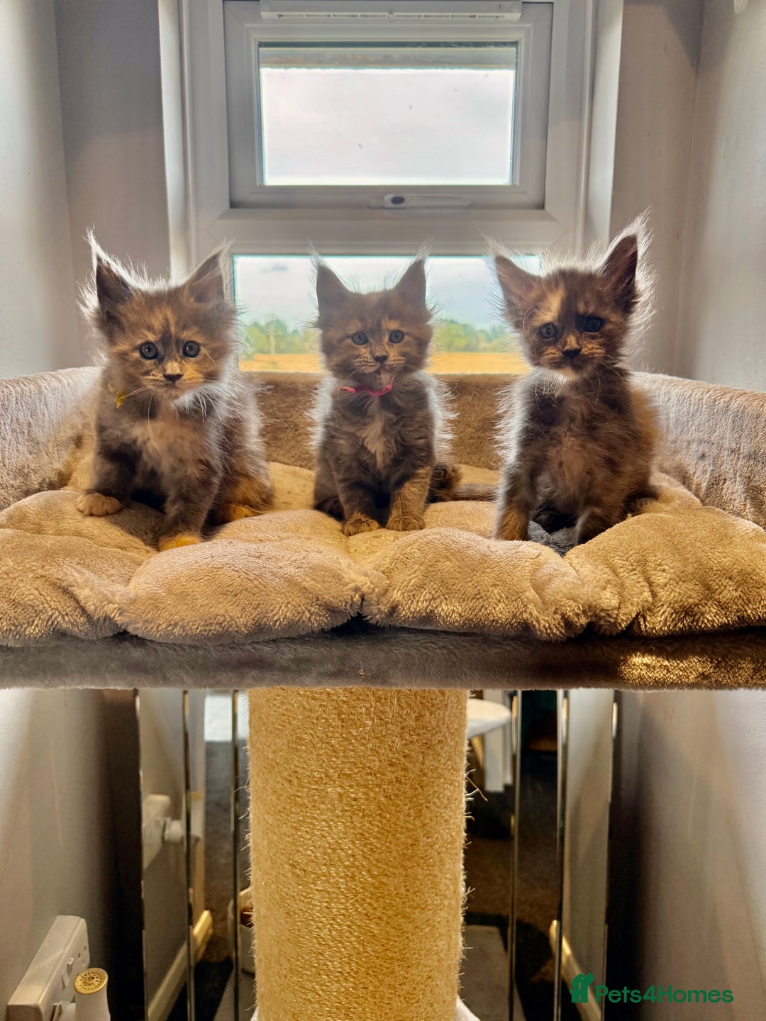 Maine Coon cats for sale: TICA Ginger, Red & Blue Tortie Maine Coon  - Image 22