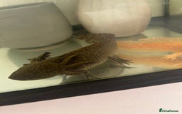 Axolotl reptiles for sale: 2 AXOLOTLS (tank included) Willing to lower price - Image 2