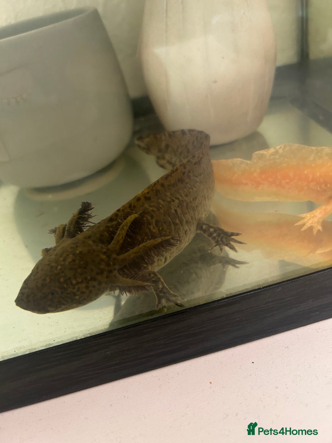 Axolotl reptiles for sale: 2 AXOLOTLS (tank included) Willing to lower price - Image 2