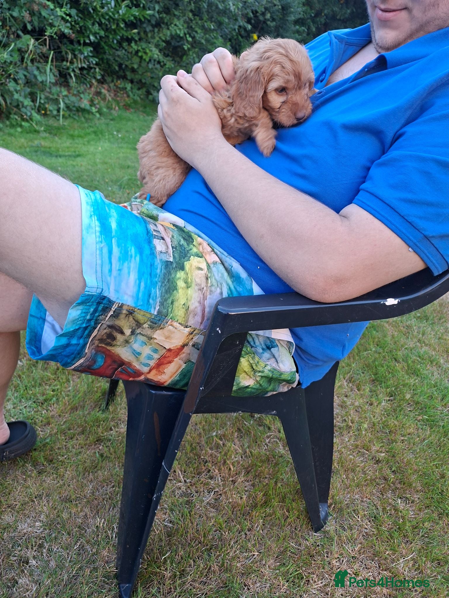 Cockapoo dogs Reduced £1,000  f1 cockerpoo pups  - Advert 2
