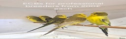 Budgerigars birds for sale: Budgies Birds by pre-order, exclusive birds - Advert 3