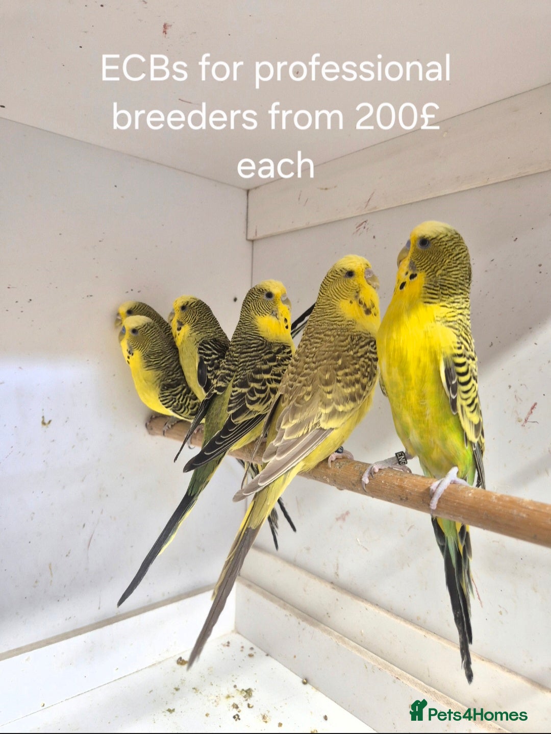 Budgerigars birds for sale: Budgies Birds by pre-order, exclusive birds - Advert 3