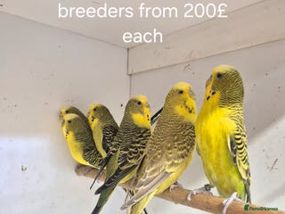 Budgerigars birds Budgies Birds by pre-order, exclusive birds - Advert 6