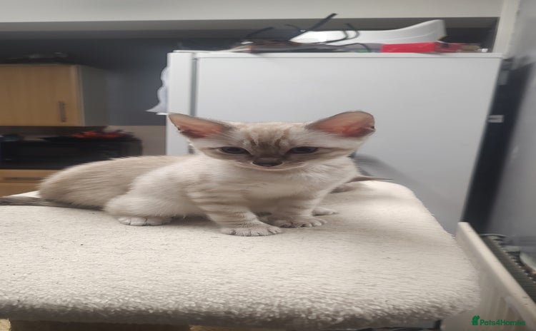 Bengal cats Snow Bengal kitten - Advert 16